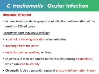 C. trachomatis : Ocular Infection
Urogenital infections
• In men, infection show symptoms of infectious inflammation of the
urethra - 50% of cases
Symptoms that may occur include:
• a painful or burning sensation when urinating
• discharge from the penis
• testicular pain or swelling, or fever.
• chlamydia in men can spread to the testicles causing epididymitis,
which can lead to sterility
• Chlamydia is also a potential cause of prostatic inflammation in men
 
