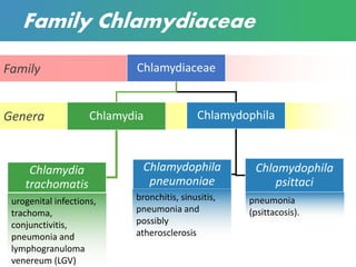 Genera
Family
Family Chlamydiaceae
Chlamydiaceae
Chlamydia
Chlamydia
trachomatis
Chlamydophila
Chlamydophila
pneumoniae
Chlamydophila
psittaci
urogenital infections,
trachoma,
conjunctivitis,
pneumonia and
lymphogranuloma
venereum (LGV)
bronchitis, sinusitis,
pneumonia and
possibly
atherosclerosis
pneumonia
(psittacosis).
 