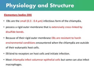 Physiology and Structure
Elementary bodies (EB)
• EBs are the small (0.3 - 0.4 μm) infectious form of the chlamydia.
• possess a rigid outer membrane that is extensively cross-linked by
disulfide bonds.
• Because of their rigid outer membrane EBs are resistant to harsh
environmental conditions encountered when the chlamydia are outside
of their eukaryotic host cells.
• EB bind to receptors on host cells and initiate infection.
• Most chlamydia infect columnar epithelial cells but some can also infect
macrophages.
 