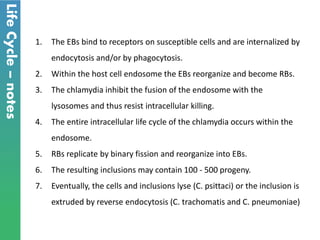 LifeCycle–notes
1. The EBs bind to receptors on susceptible cells and are internalized by
endocytosis and/or by phagocytosis.
2. Within the host cell endosome the EBs reorganize and become RBs.
3. The chlamydia inhibit the fusion of the endosome with the
lysosomes and thus resist intracellular killing.
4. The entire intracellular life cycle of the chlamydia occurs within the
endosome.
5. RBs replicate by binary fission and reorganize into EBs.
6. The resulting inclusions may contain 100 - 500 progeny.
7. Eventually, the cells and inclusions lyse (C. psittaci) or the inclusion is
extruded by reverse endocytosis (C. trachomatis and C. pneumoniae)
 