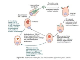 Chlamydia In Humans Chlamydia | PPTX