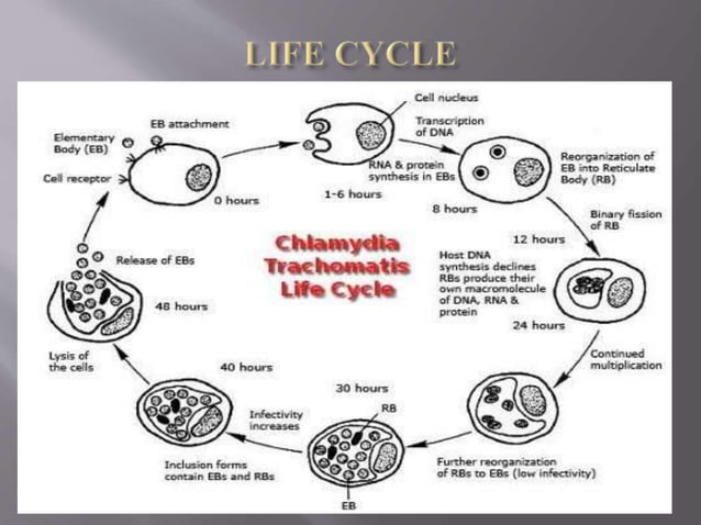 Chlamydia | PPT