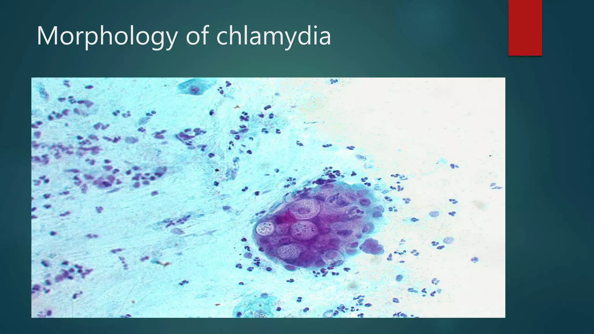 Morphology of chlamydia
 