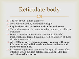 
 The RB, about I um in diameter
 Metabolically active, osmotically fragile
 Replication : binary fission within the endosome.
 The endosome and its contents, when stained, is called an
inclusion.
 When a number of inclusions containing RBs of C.
trachomatis are formed in an infected cell, fusion of these
structures may occur.
 After 20 hours cycle becomes asynchronous with some
RBs continuing to divide while others condense and
mature to form EBs.
 In general, replication continues for up to 72 hours after
infection when the host cell lyses releasing EBs, RBs
and intermediate forms.
Reticulate body
 