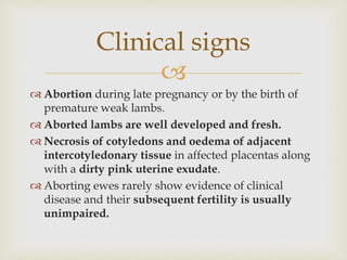 
 Abortion during late pregnancy or by the birth of
premature weak lambs.
 Aborted lambs are well developed and fresh.
 Necrosis of cotyledons and oedema of adjacent
intercotyledonary tissue in affected placentas along
with a dirty pink uterine exudate.
 Aborting ewes rarely show evidence of clinical
disease and their subsequent fertility is usually
unimpaired.
Clinical signs
 