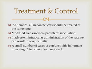 
 Antibiotics- all in-contact cats should be treated at
the same time.
 Modified live vaccines- parenteral inoculation
 Inadvertent intraocular administration of the vaccine
can result in conjunctivitis
 A small number of cases of conjunctivitis in humans
involving C. felis have been reported.
Treatment & Control
 