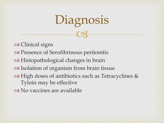 
 Clinical signs
 Presence of Serofibrinous peritonitis
 Histopathological changes in brain
 Isolation of organism from brain tissue
 High doses of antibiotics such as Tetracyclines &
Tyloin may be effective
 No vaccines are available
Diagnosis
 
