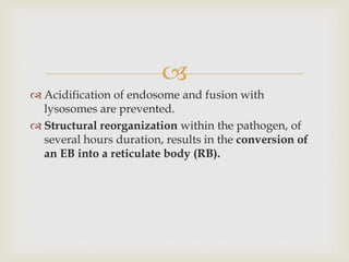 
 Acidification of endosome and fusion with
lysosomes are prevented.
 Structural reorganization within the pathogen, of
several hours duration, results in the conversion of
an EB into a reticulate body (RB).
 