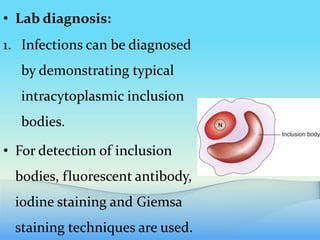 • Lab diagnosis:
1. Infections can be diagnosed
by demonstrating typical
intracytoplasmic inclusion
bodies.
• For detection of inclusion
bodies, fluorescent antibody,
iodine staining and Giemsa
staining techniques are used.
 