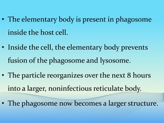 • The elementary body is present in phagosome
inside the host cell.
• Inside the cell, the elementary body prevents
fusion of the phagosome and lysosome.
• The particle reorganizes over the next 8 hours
into a larger, noninfectious reticulate body.
• The phagosome now becomes a larger structure.
 