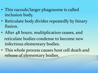 • This vacoule/larger phagosome is called
inclusion body.
• Reticulate body divides repeatedly by binary
fission.
• After 48 hours, multiplication ceases, and
reticulate bodies condense to become new
infectious elementary bodies.
• This whole process causes host cell death and
release of elementary bodies.
 