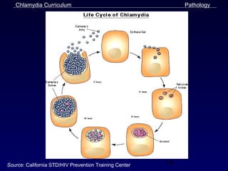 Chlamydia Curriculum                                      Pathology




Source: California STD/HIV Prevention Training Center   14
 