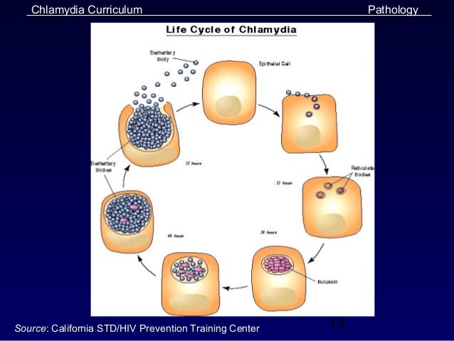 Chlamydia slides