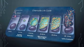 Chlamydia | PPTX