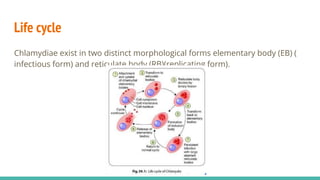 Life cycle
Chlamydiae exist in two distinct morphological forms elementary body (EB) (
infectious form) and reticulate body (RB)(replicating form).
 