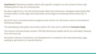 Atachment: Elementary bodies attach with specific receptors on the surface of host cells
following which they are endocytosed.
By about eight hours, the elementary body within the endosome undergoes spheroplast-like
transformation to the large reticulate body, which begins to divide by binary fission by 12
hours.
By 20-24 hours, the pleomorphic progeny show central con densation and are converted to
elementary bodies.
The developing chlamydial microcolony within the host cell is called the inclusion body.
The mature inclusion body contains 100-500 elementary bodies which are ultimately released
from the host cell.
Persistent infection: Sometimes, the development is arrested at the reticulate body stage,
leading to persistent ( or latent) infection.
 