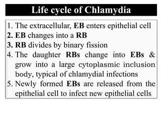 Chlamydia In Humans Chlamydiae | PPT