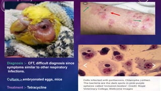 Diagnosis :- CFT, difficult diagnosis since
symptoms similar to other respiratory
infections.
Culture :- embryonated eggs, mice
Treatment :- Tetracycline
K R MICRO NOTES 13
 