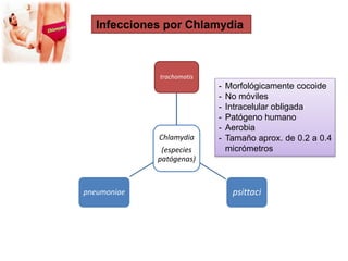 Infecciones por Chlamydia
Chlamydia
(especies
patógenas)
trachomatis
psittacipneumoniae
- Morfológicamente cocoide
- No móviles
- Intracelular obligada
- Patógeno humano
- Aerobia
- Tamaño aprox. de 0.2 a 0.4
micrómetros
 
