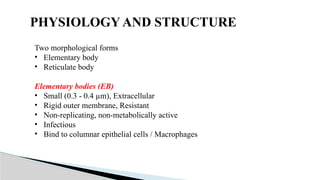 Two morphological forms
• Elementary body
• Reticulate body
Elementary bodies (EB)
• Small (0.3 - 0.4 µm), Extracellular
• Rigid outer membrane, Resistant
• Non-replicating, non-metabolically active
• Infectious
• Bind to columnar epithelial cells / Macrophages
PHYSIOLOGY AND STRUCTURE
 