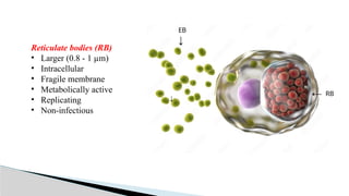 Reticulate bodies (RB)
• Larger (0.8 - 1 µm)
• Intracellular
• Fragile membrane
• Metabolically active
• Replicating
• Non-infectious
EB
RB
↓
↓
←
 