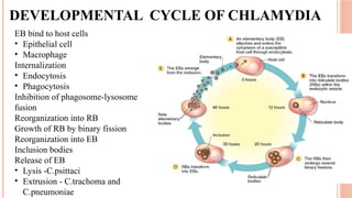 chlamydial ...........conjunctivitis.pptx