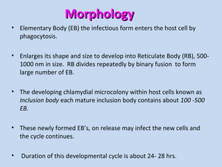 Chlamydiae and Mycoplasma | PPT