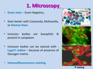 1. Microscopy1. Microscopy
• Gram stain – Gram Negative,.
• Stain better with Castaneda, Mchiavello,
or Giemsa Stain.
• Inclusion bodies are basophilic &
present in cytoplasm.
• Inclusion bodies can be stained with -
Lugol’s iodine – because of presence of
Glycogen matrix.
• Immunofluorescence staining.
IF stainingIF staining
 