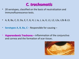 C. trachomatisC. trachomatis
• 20 serotypes, classified on the basis of neutralization and
Immunofluorescence tests.
• A, B, Ba, C, D, Da, E, F, G, H, I, Ia, J, Ja, K, L1, L2, L2a, L2b & L3.
• Serotypes A, B, Ba, C – Responsible for causing –
• Hyperendemic Trachoma –Hyperendemic Trachoma – inflammation of the conjunctiva
and cornea and the formation of scar tissue..
 