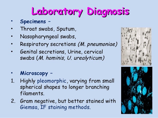 chlamydiae and mycoplasma mycoplasma pneumoniae gram stain