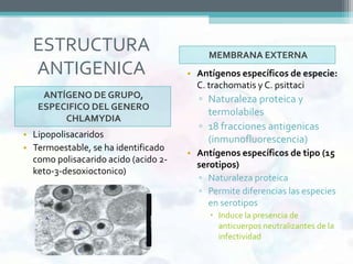 ESTRUCTURA                               MEMBRANA EXTERNA
  ANTIGENICA                          • Antígenos específicos de especie:
                                        C. trachomatis y C. psittaci
    ANTÍGENO DE GRUPO,                  ▫ Naturaleza proteica y
   ESPECIFICO DEL GENERO
                                          termolabiles
        CHLAMYDIA
                                        ▫ 18 fracciones antigenicas
• Lipopolisacaridos
                                          (inmunofluorescencia)
• Termoestable, se ha identificado
                                      • Antígenos específicos de tipo (15
  como polisacarido acido (acido 2-
                                        serotipos)
  keto-3-desoxioctonico)
                                        ▫ Naturaleza proteica
                                        ▫ Permite diferencias las especies
                                           en serotipos
                                            Induce la presencia de
                                             anticuerpos neutralizantes de la
                                             infectividad
 