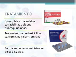 TRATAMIENTO
Suceptible a macrolidos,
tetraciclinas y alguna
fluoroquinolonas.
Tratamientos con doxiciclina,
azitromicina y claritromicina.


Farmacos deben administrarse
de 10 a 14 dias.
 