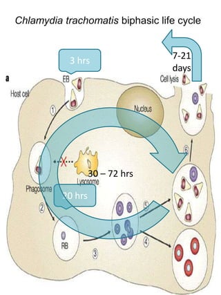 Chlamydia trachomatis biphasic life cycle


            3 hrs                 7-21
                                  days




                   30 – 72 hrs

          20 hrs
 