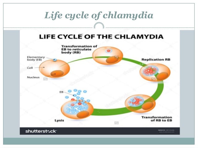 Chlamydia trachomatis