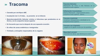 Tracoma
Causada por serotipos ABC
Incubación de 5 a 14 días , se presenta en la infancia
Queratoconjuntivitis folicular crónica e infecciosa que predomina en el
fórnix y en la conjuntiva tarsal superior
Es frecuente que ocurra después de una supuesta curación.
En niños de zonas endémicas e inmigrantes
Trichiasis y entropión responsables de la ceguera
Tracoma folicular:
inflamación de cinco o más folículos en la
conjuntiva tarsal superior.
Inflamación tracomatosa:
intensa inflamación , engrosamiento de la
conjuntiva tarsal superior, edema .
Tracoma cicatricial:
cicatrices blanquecinas y estrellado en la
conjuntiva tarsal superior.
Tracoma con triquiasis:
rasguño en el globo ocular por las pestañas.
Opacidad corneal:
opacidad tan densa que disminuye la visión.
 