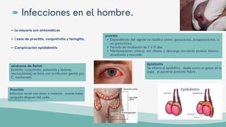 La mayoría son sintomáticas
Casos de proctitis, conjuntivitis y faringitis.
Complicación epididimitis
Infecciones en el hombre.
síndrome de Reiter
(uretritis, conjuntivitis, poliartritis y lesiones
mucocutáneas) se inicia con la infección genital por
C. trachomatis
Dependiendo del agente se clasifica como: gonocócica, posgonocócica, o
no gonocócica.
Periodo de incubación de 7 a 21 días
Manifestaciones clínicas son disuria y descarga purulenta profusa blanco-
amarillenta y mucoide.
uretritis
Epidimitis
Se inflama el epidídimo , duele como un golpe en la
ingle , el paciente presenta fiebre .
Proctitis
Infección rectal con dolor o malestar , puede haber
sangrado después del coito .
 