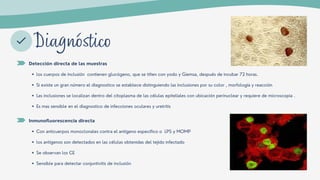 Diagnóstico
Detección directa de las muestras
los cuerpos de inclusión contienen glucógeno, que se tiñen con yodo y Giemsa, después de incubar 72 horas.
Si existe un gran número el diagnostico se establece distinguiendo las inclusiones por su color , morfología y reacción
Las inclusiones se localizan dentro del citoplasma de las células epiteliales con ubicación perinuclear y requiere de microscopia .
Es mas sensible en el diagnostico de infecciones oculares y uretritis
Inmunofluorescencia directa
Con anticuerpos monoclonales contra el antígeno especifico o LPS y MOMP
los antígenos son detectados en las células obtenidas del tejido infectado
Se observan los CE
Sensible para detectar conjuntivitis de inclusión
 