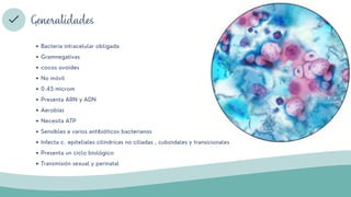 Bacteria intracelular obligada
Gramnegativas
cocos ovoides
No móvil
0.45 microm
Presenta ARN y ADN
Aerobias
Necesita ATP
Sensibles a varios antibióticos bacterianos
Infecta c. epiteliales cilíndricas no ciliadas , cuboidales y transicionales
Presenta un ciclo biológico
Transmisión sexual y perinatal
Generalidades
 