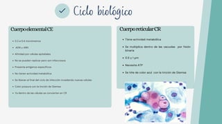 Ciclo biológico
CuerpoelementalCE CuerporeticularCR
0.2 a 0.4 micrómetros
ADN y ARN
Afinidad por células epiteliales
No se pueden replicar pero son infecciosos
Presenta antígenos específicos
No tienen actividad metabólica
Se liberan al final del ciclo de infección invadiendo nuevas células
Color púrpura con la tinción de Giemsa
Ya dentro de las células se convierten en CR
Tiene actividad metabólica
Se multiplica dentro de las vacuolas por fisión
binaria
0.5 y 1 μm
Necesita ATP
Se tiñe de color azul con la tinción de Giemsa
 