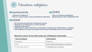 Lipolisacárido
Contiene el antígeno O
Esta en su pared celular y tiene actividad de endotoxina
MOMP
Es la proteína principal de la membrana externa
Participa en la adherencia a la célula huésped
Única de cada especie
Codificada en el gen omp1 para C. trachomatis y ompA para C. pneumoniae y C. psittaci.
Tiene regiones en el gen que codifica esta proteína responsable de las serovariedades
Estructura antigénica
OMP2
Esta en el espacio periplásmico
Responsable de darle estabilidad al CE
 