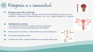 Receptores para CE se restringe:
C. epitelio cilíndrico no ciliado , cuboidal , de transición en membranas mucosas de uretra ,
endocérvix , endometrio , trompas de Falopio , ano , recto , aparato respiratorio , conjuntiva .
Manifestaciones clínicas
1) la destrucción directa de las células durante la replicación
2) la respuesta de citocinas proinflamatorias del huésped.
Pueden volverse necróticas y desencadenar un proceso inflamatorio.
No confiere inmunidad duradera
La reinfección induce respuesta inflamatoria con posterior daño tisular
Patogenia a e inmunidad
 