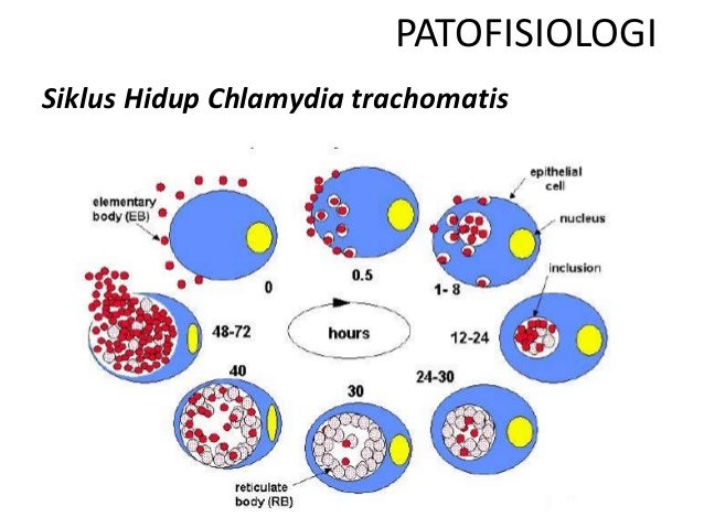 Что такое днк chlamydia trachomatis у женщин. Что такое днк chlamydia trachomatis у женщин
