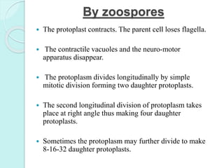 By zoospores
 The protoplast contracts. The parent cell loses flagella.
 The contractile vacuoles and the neuro-motor
apparatus disappear.
 The protoplasm divides longitudinally by simple
mitotic division forming two daughter protoplasts.
 The second longitudinal division of protoplasm takes
place at right angle thus making four daughter
protoplasts.
 Sometimes the protoplasm may further divide to make
8-16-32 daughter protoplasts.
 
