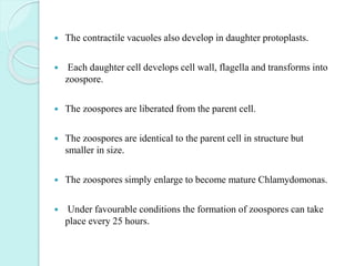  The contractile vacuoles also develop in daughter protoplasts.
 Each daughter cell develops cell wall, flagella and transforms into
zoospore.
 The zoospores are liberated from the parent cell.
 The zoospores are identical to the parent cell in structure but
smaller in size.
 The zoospores simply enlarge to become mature Chlamydomonas.
 Under favourable conditions the formation of zoospores can take
place every 25 hours.
 