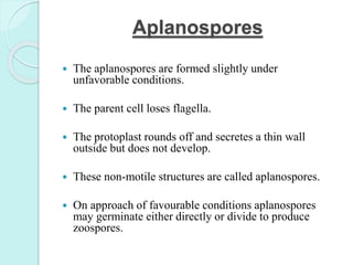 Aplanospores
 The aplanospores are formed slightly under
unfavorable conditions.
 The parent cell loses flagella.
 The protoplast rounds off and secretes a thin wall
outside but does not develop.
 These non-motile structures are called aplanospores.
 On approach of favourable conditions aplanospores
may germinate either directly or divide to produce
zoospores.
 
