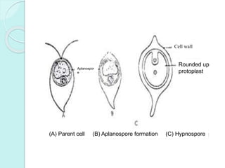 Rounded up
protoplast
Aplanospor
e
(A) Parent cell (B) Aplanospore formation (C) Hypnospore
Cell wall
 