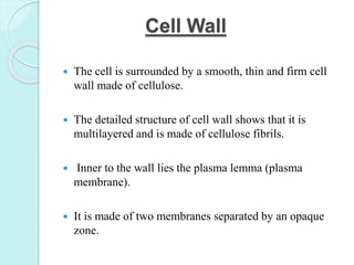 Cell Wall
 The cell is surrounded by a smooth, thin and firm cell
wall made of cellulose.
 The detailed structure of cell wall shows that it is
multilayered and is made of cellulose fibrils.
 Inner to the wall lies the plasma lemma (plasma
membrane).
 It is made of two membranes separated by an opaque
zone.
 