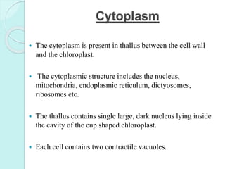 Cytoplasm
 The cytoplasm is present in thallus between the cell wall
and the chloroplast.
 The cytoplasmic structure includes the nucleus,
mitochondria, endoplasmic reticulum, dictyosomes,
ribosomes etc.
 The thallus contains single large, dark nucleus lying inside
the cavity of the cup shaped chloroplast.
 Each cell contains two contractile vacuoles.
 