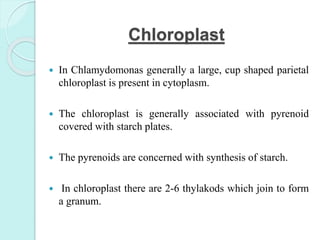 Chloroplast
 In Chlamydomonas generally a large, cup shaped parietal
chloroplast is present in cytoplasm.
 The chloroplast is generally associated with pyrenoid
covered with starch plates.
 The pyrenoids are concerned with synthesis of starch.
 In chloroplast there are 2-6 thylakods which join to form
a granum.
 