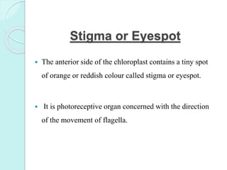 Stigma or Eyespot
 The anterior side of the chloroplast contains a tiny spot
of orange or reddish colour called stigma or eyespot.
 It is photoreceptive organ concerned with the direction
of the movement of flagella.
 